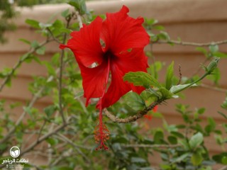 image name