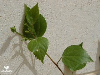 image name
