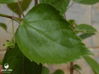 image name