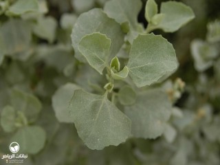 image name