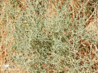 image name