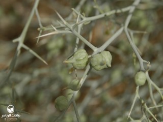 image name