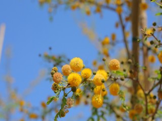 HADY0966.JPG